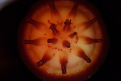 Rafflesia micropylora