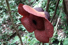 Rafflesia micropylora