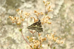 Catasticta semiramis