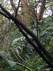 Hedychium gardnerianum