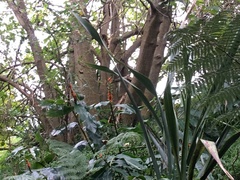 Hedychium gardnerianum