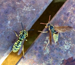 Vespula sulphurea