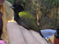 Loxipasser anoxanthus