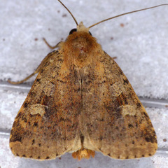 Diarsia jucunda