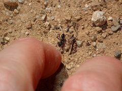 Cataglyphis piliscapa