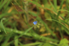 Salvia palifolia