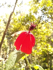 Hibiscus uncinellus