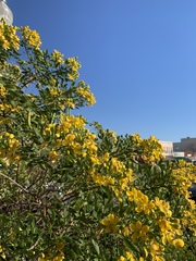Senna corymbosa