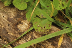 Salvia palifolia