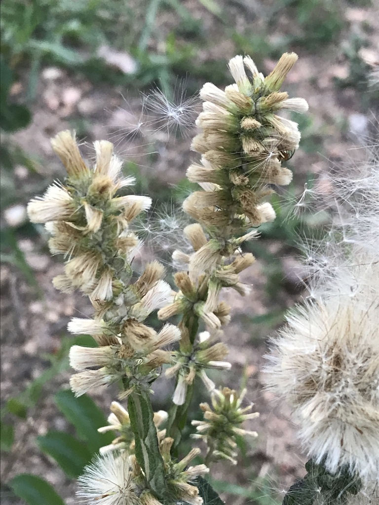Pterocaulon lanatum