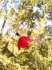 Hibiscus uncinellus