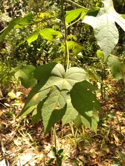 Hibiscus uncinellus