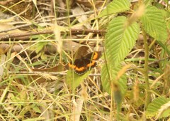 Pedaliodes phaea