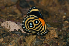 Callicore eunomia alani