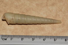 Terebridae