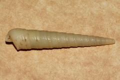 Terebridae
