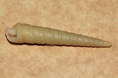 Terebridae