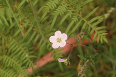 Geranium holosericeum