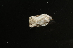 Acleris semiannula