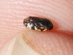 Clastoptera lineatocollis
