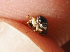 Clastoptera lineatocollis