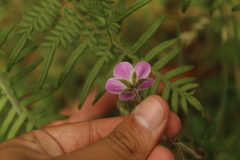 Geranium holosericeum