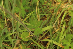 Geranium holosericeum