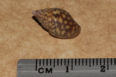 Pardalinops testudinaria