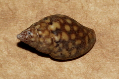 Pardalinops testudinaria