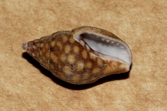 Pardalinops testudinaria image