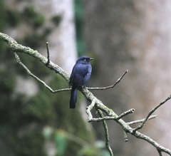Melaenornis ardesiacus