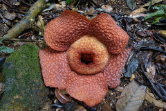 Rafflesia micropylora