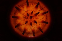 Rafflesia micropylora