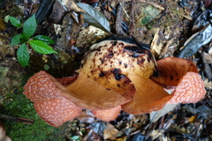 Rafflesia micropylora
