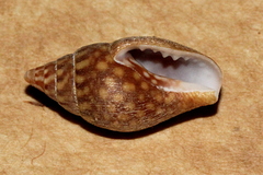 Pardalinops testudinaria image