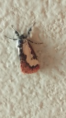 Eudryas brevipennis