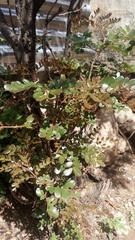 Magnoliopsida
