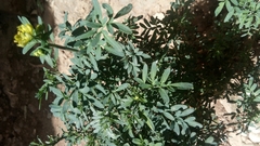 Magnoliopsida