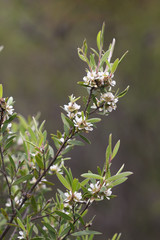 Leptospermum whitei