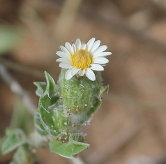 Noticastrum sericeum