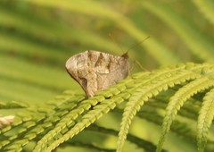 Corades medeba columbina