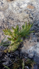 Austrocylindropuntia subulata