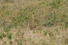 Leptailurus serval lipostictus