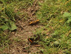 Pedaliodes phaea