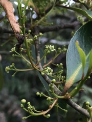 Maytenus laxiflora
