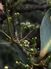 Maytenus laxiflora