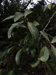 Maytenus laxiflora