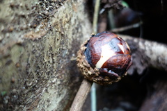 Rafflesia micropylora