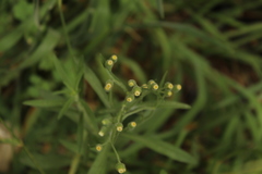 Erigeron