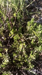 Magnoliopsida